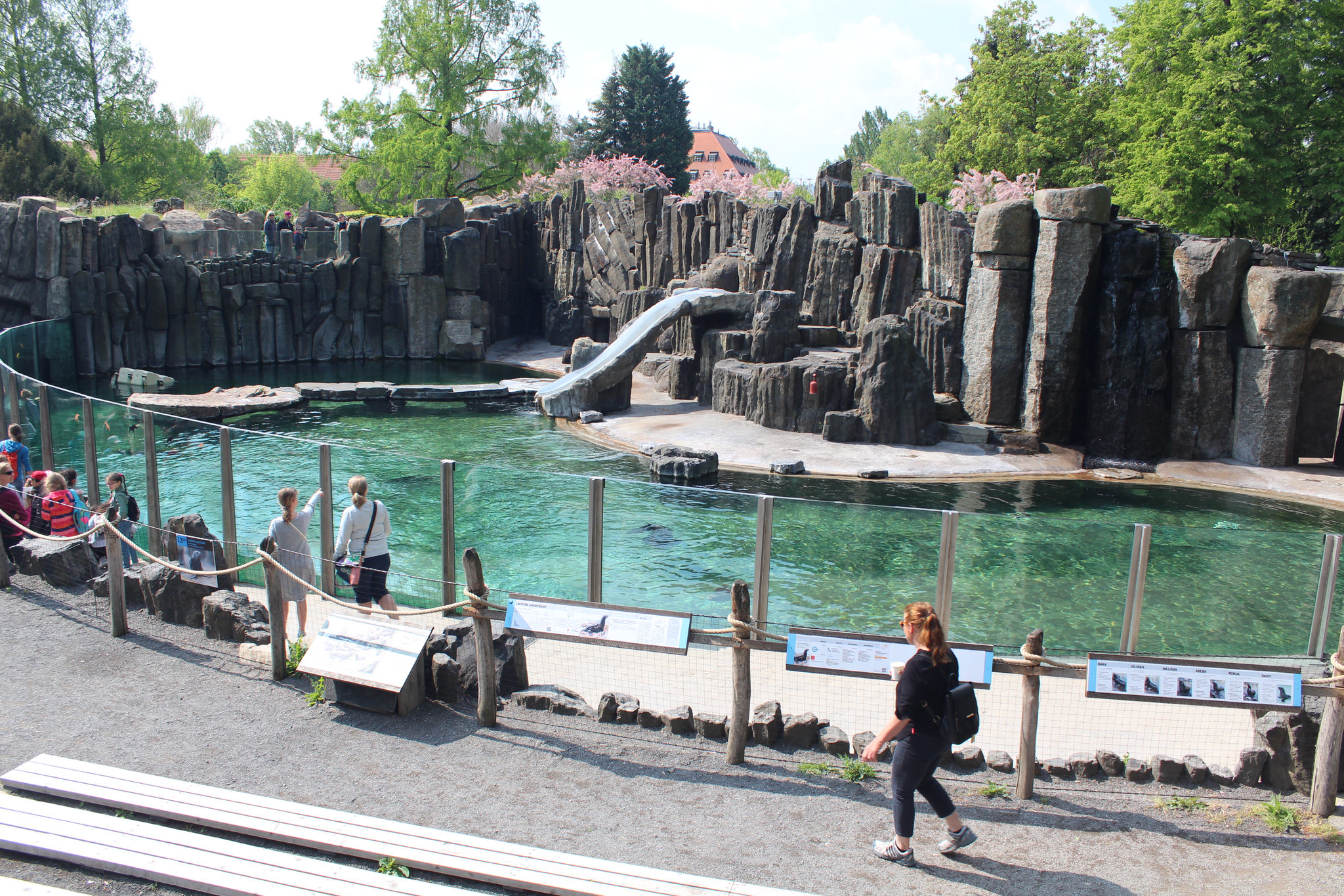 Exposition of the sea lions in Prague Zoo
