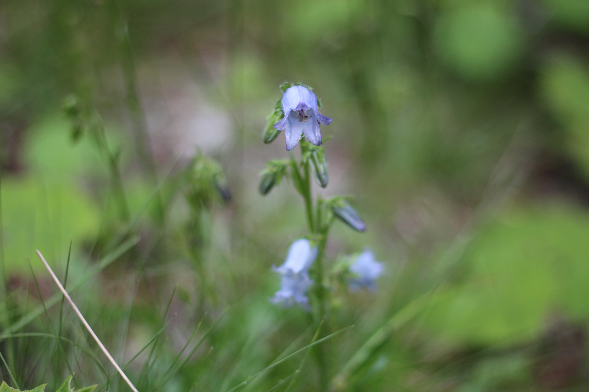 Hochwurzen - Bärtige Glockenblume