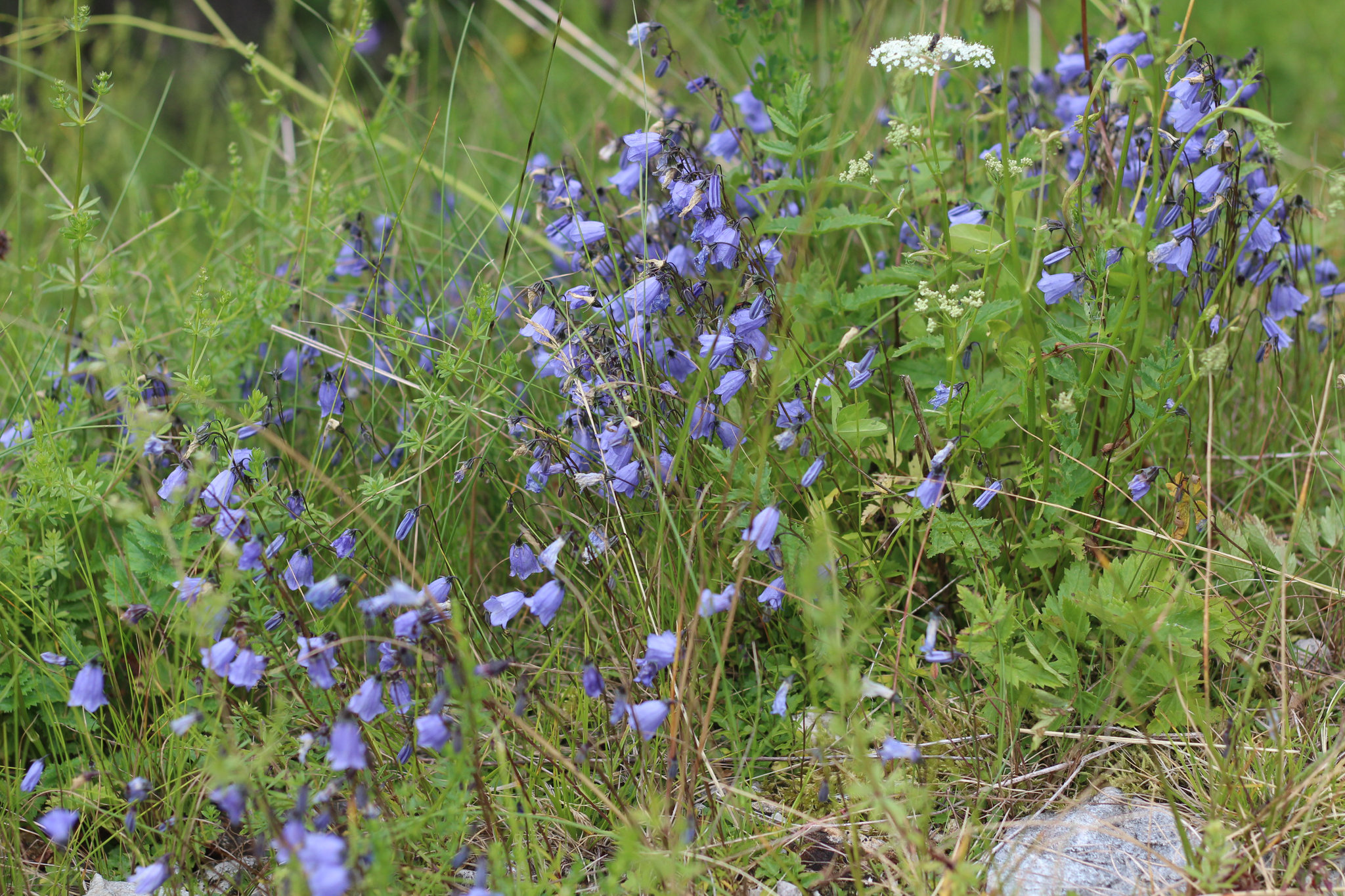 Hochwurzen – Campanula Barbata