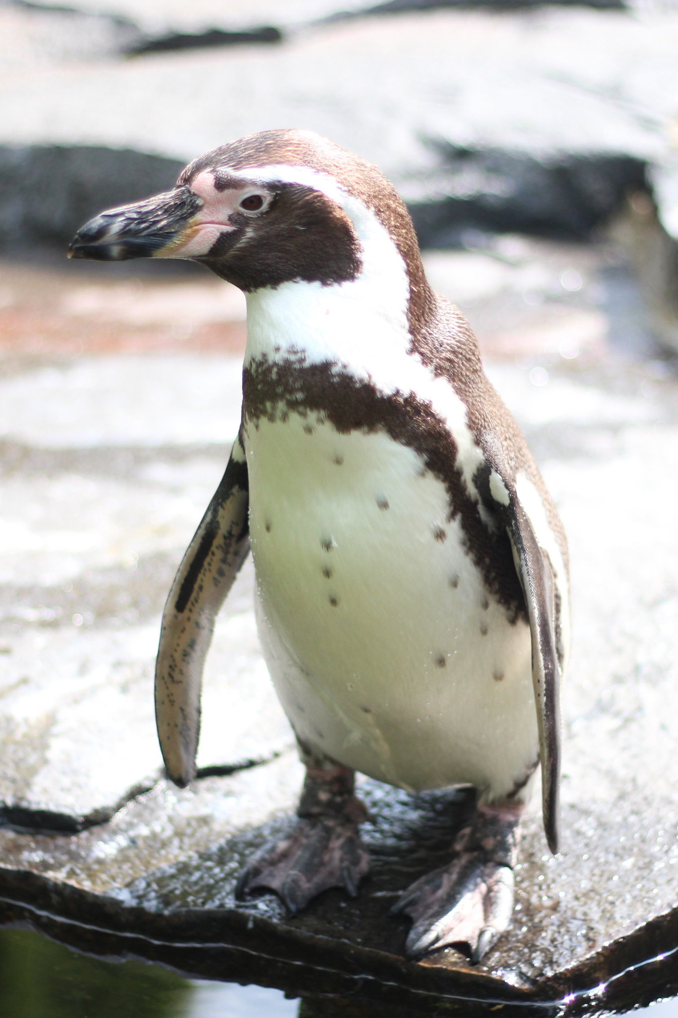 Spheniscus humboldti in Prague Zoo