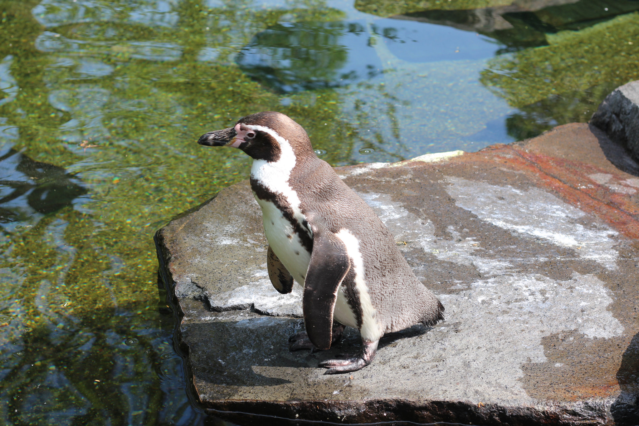 Spheniscus humboldti in Prague Zoo