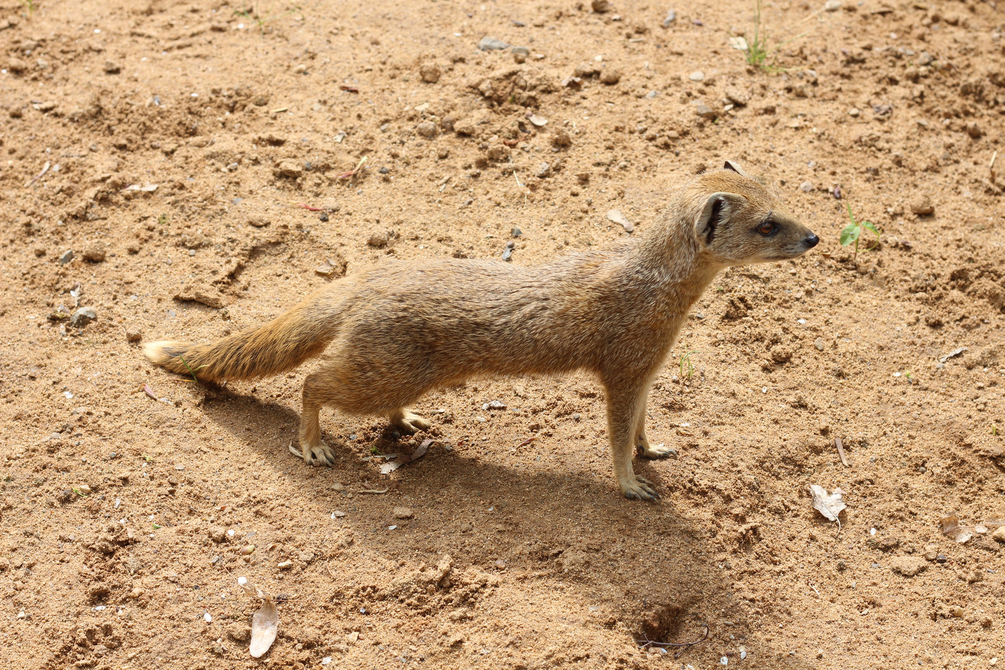 Cynictis penicillata in Prague Zoo