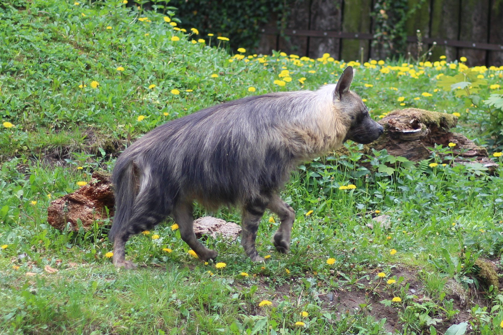 Hyaena brunnea in Prague Zoo